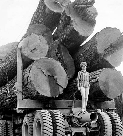 The Well Douglas Fir Credit Campbell River Museum Archives - Black and White Photo of a person standing in front of large Douglas Fir logs loaded onto a truck