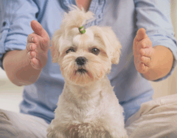 Small dog receiving Pet Reiki energy healing session at The Well in Toronto