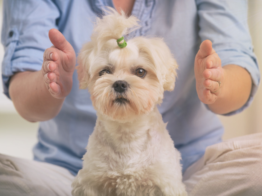 Small dog receiving Pet Reiki energy healing session at The Well in Toronto