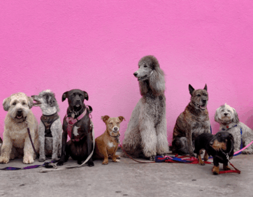 The Well Pet Social: Dogs sitting in front of a pink wall.