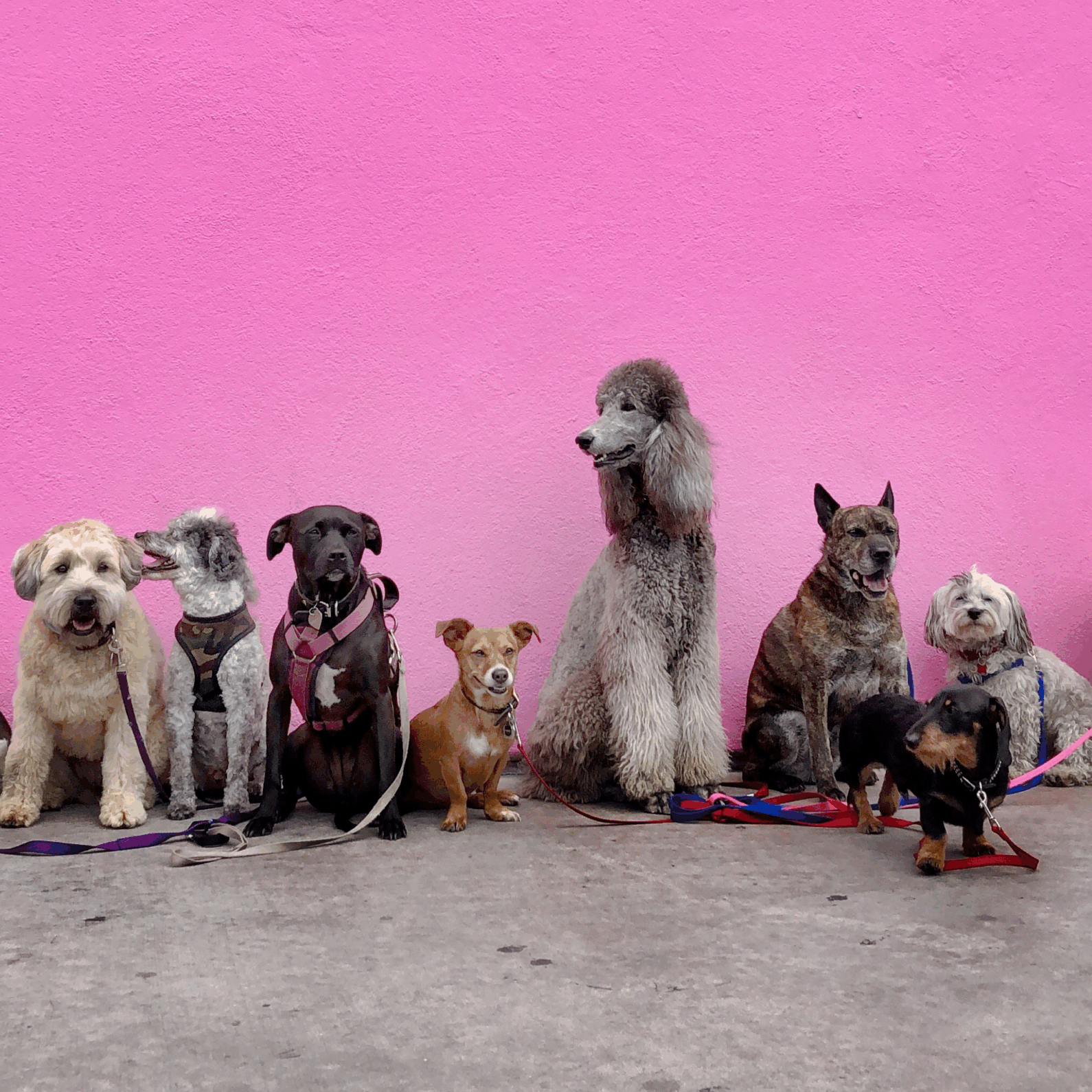 The Well Pet Social: Dogs sitting in front of a pink wall.
